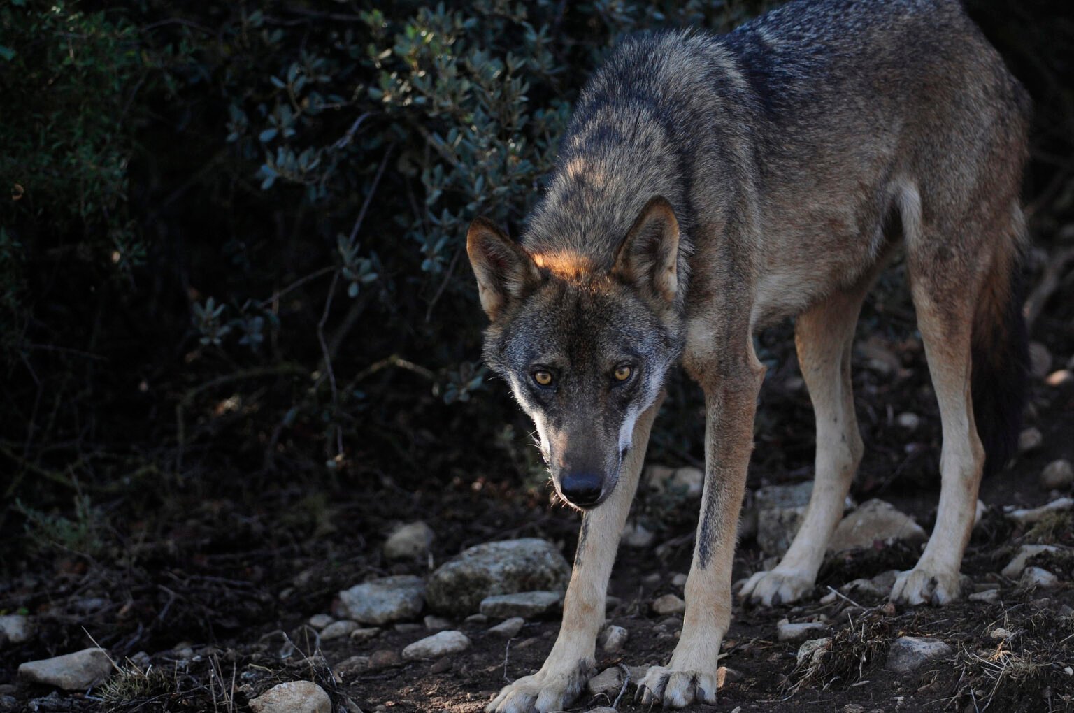 The Iberian Wolf: A Rare Glimpse Into the Wild Heart of the Highlands ...